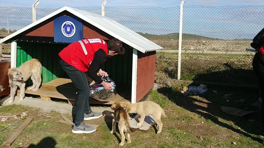 Sokak hayvanlarına Büyükşehir şefkati