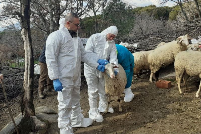 Kocaeli İzmit Belediyesi, üreticiye küçükbaş hayvan desteği verecek