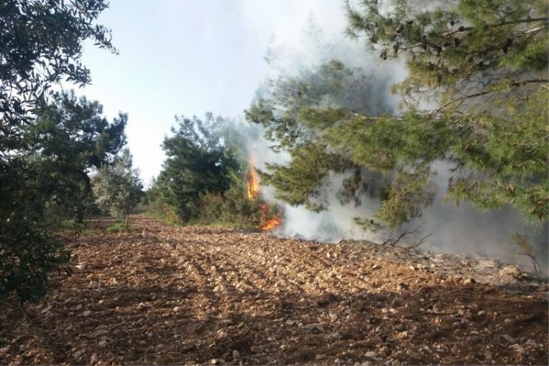 Manisa Akhisar’da ormanlık ve zeytinlik alandaki yangına müdahale 