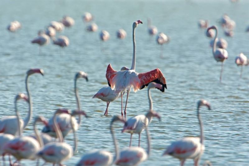  Gediz Deltası “Birding Places” ağına dahil oldu