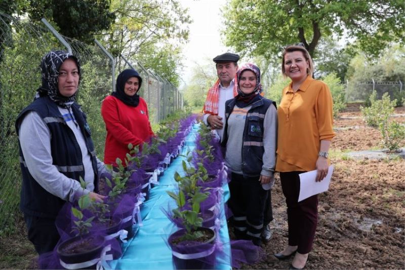 Çiftçiye aronya desteği bu yıl da sürecek