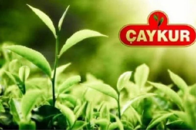 İşte 2022 yılı ÇAYKUR  yaş çay kilo fiyatı