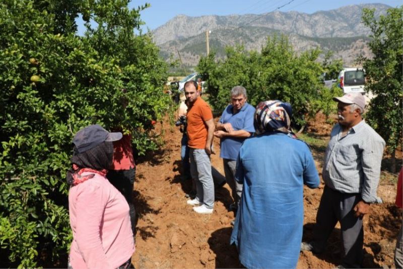 Narenciye ve nar ağaçlarını avcı böcek koruyacak