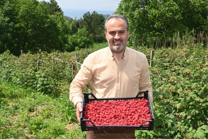 Bursalı çiftçinin hasat bayramı