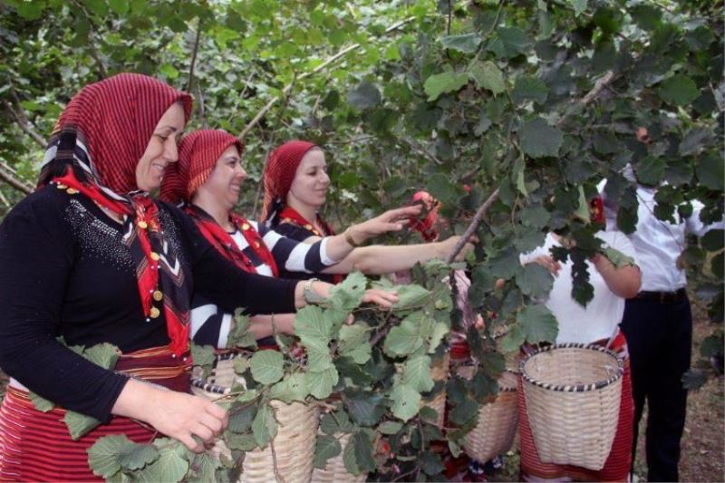 Fındıkta hasat artık çok kolay