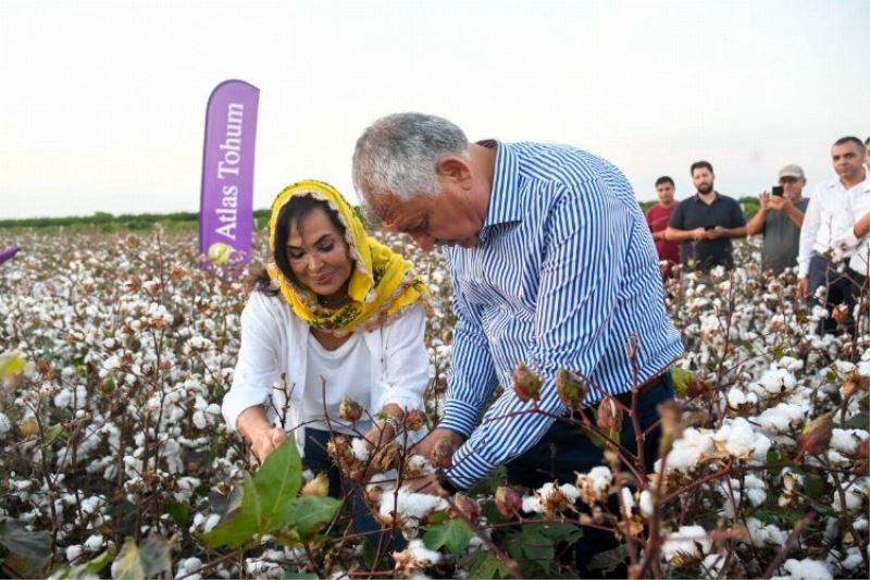 Türkan Şoray, kendi adının verildiği pamuğun hasadına katıldı