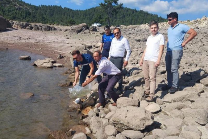 Manisa göletlerine 8 bin yavru sazan bırakıldı