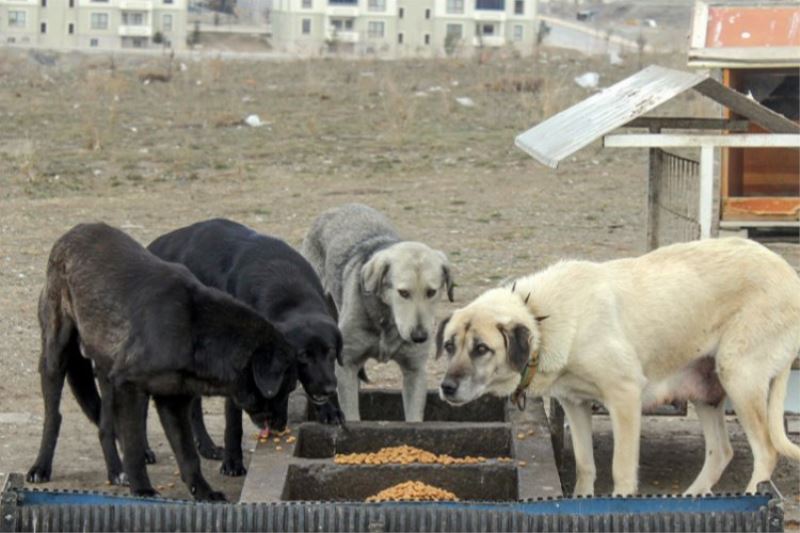 Kütahya can dostlarını yalnız bırakmadı