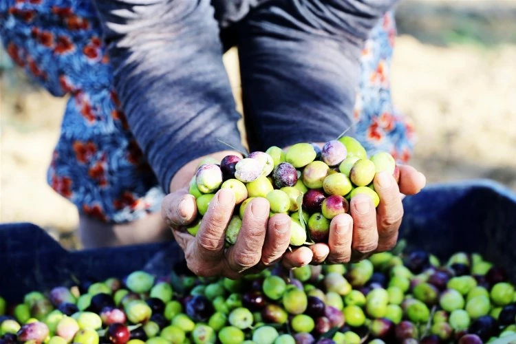 Zeytinde yüzler gülüyor! Sıra festivalde