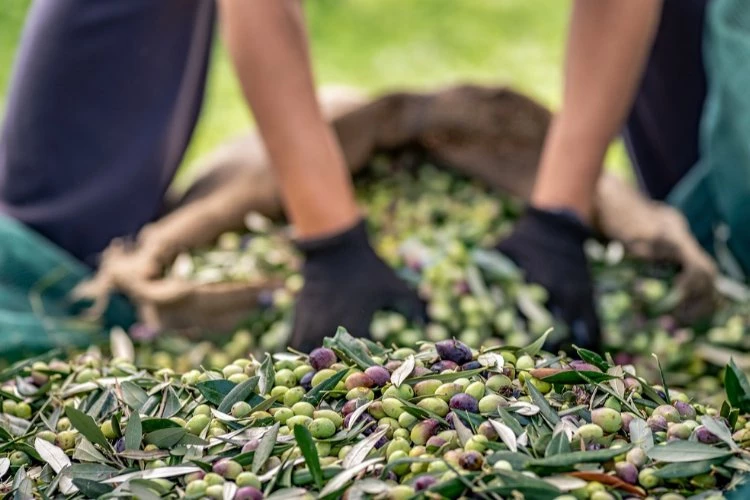 Sofralık zeytin ihracatı 100 bin tonu aştı