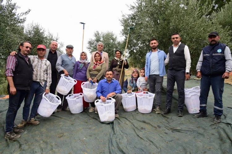 Manisa zeytin hasadında da üreticilerin yanında