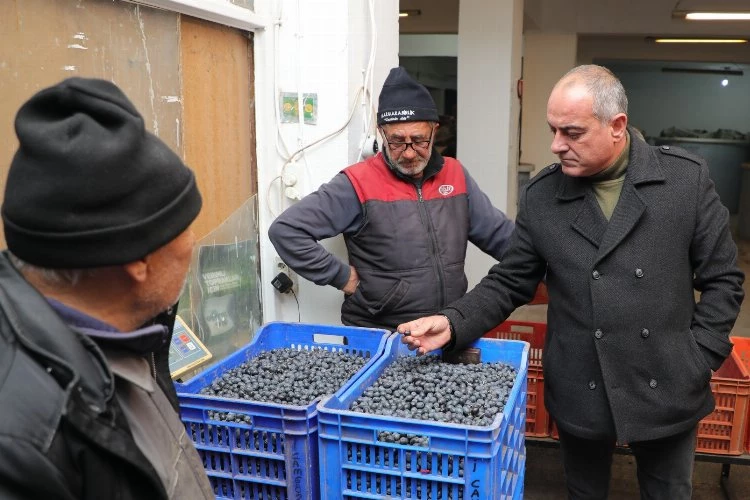 Gemlik zeytini alım fiyatları yüzde 20 arttı!