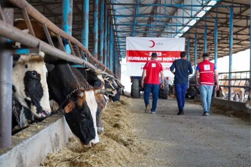 Türk Kızılayı kurban kesimlerini başlattı