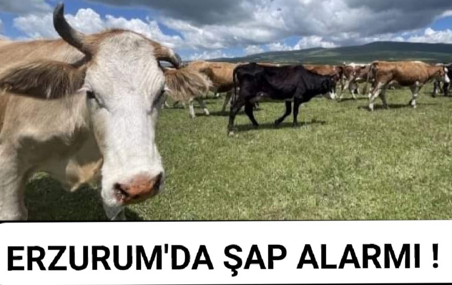 ERZURUMDA ŞAP ALARMI