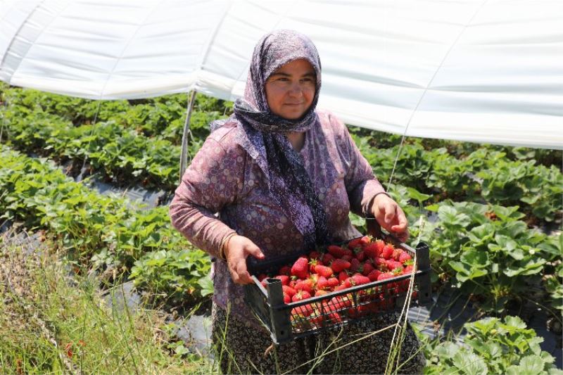 Muğla Köyceğiz Yaylaları’nın çilekleri raflarda