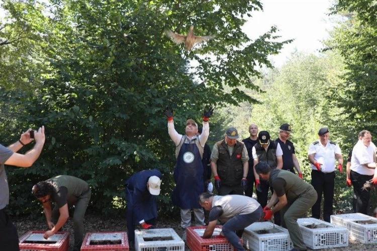 Sülünler doğaya salındı