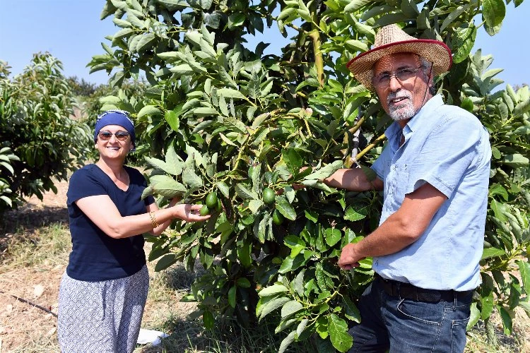 Üreticilere kazançlı avokado desteği