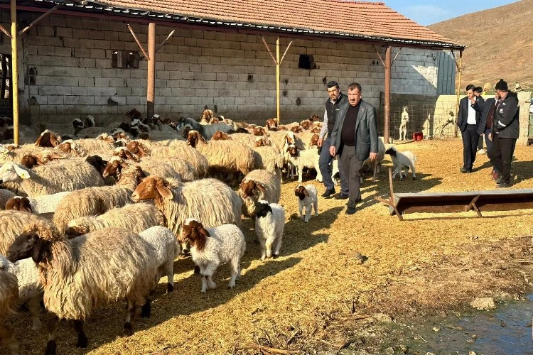 Depremden etkilenen yetiştiricilere 43 bin küçükbaş hayvan