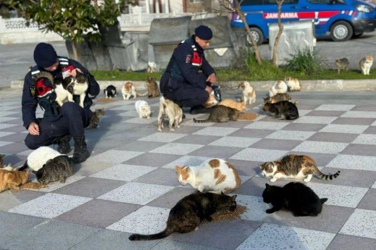 Balıkesir’de jandarmadan sokak hayvanlarına mama