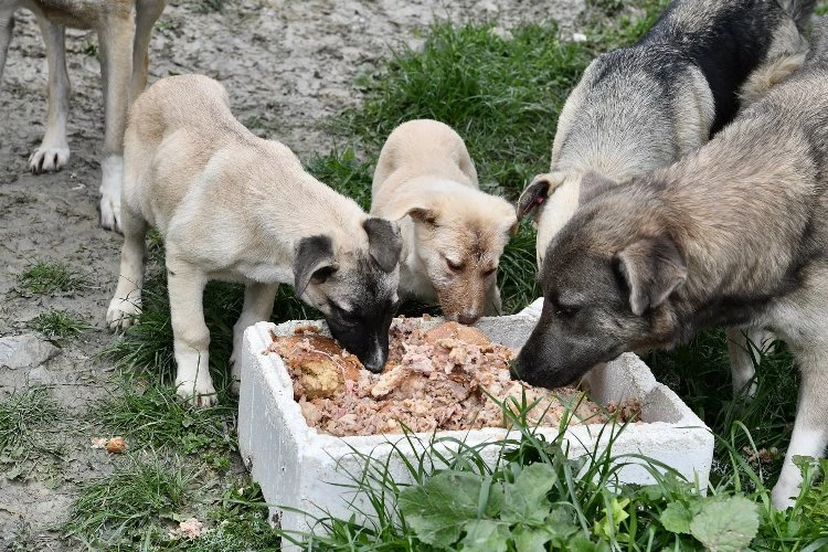 Beylikdüzü patili dostların yanında